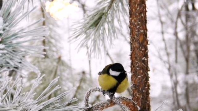 Падал снег . Чарующая музыка Сергея Чекалина. смотреть онлайн