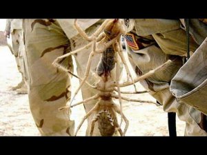 Самый быстрый паук - Сольпуга