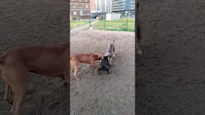 Питбуль, амстафф и стаффбуль