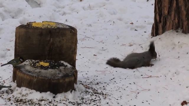 Зимой в бору смотреть онлайн