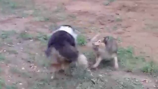 Колли и шелти играют. Ласка, Дуся и Дэльфа. Сент 2018 г. смотреть онлайн