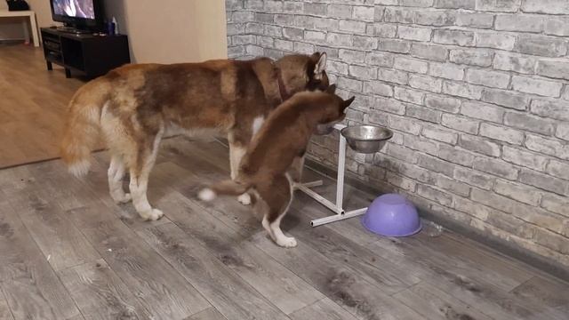 АТАМАНША // Хаски Лора смотреть онлайн