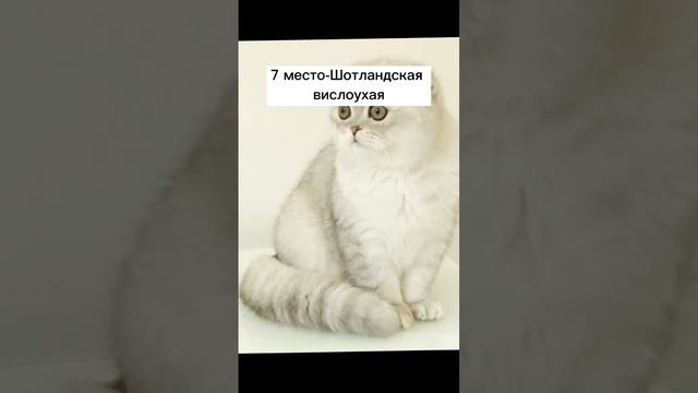 Топ 10 самых милых пород кошек?(Возвращаем старую рубрику) смотреть онлайн