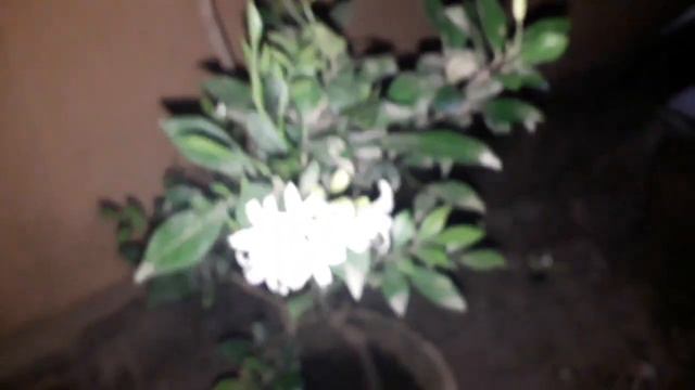 മരമുല്ല പരിപാലനം //Orange jasmine//Murraya paniculata plant care in malayalam смотреть онлайн