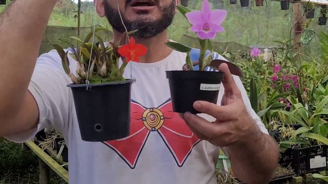 Criando Mini Cattleya смотреть онлайн