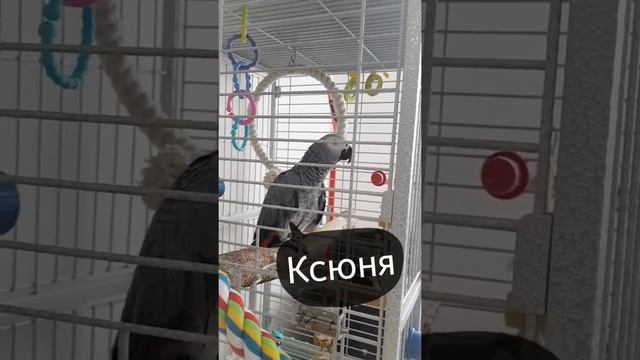 Жако рассказывает стихи смотреть онлайн