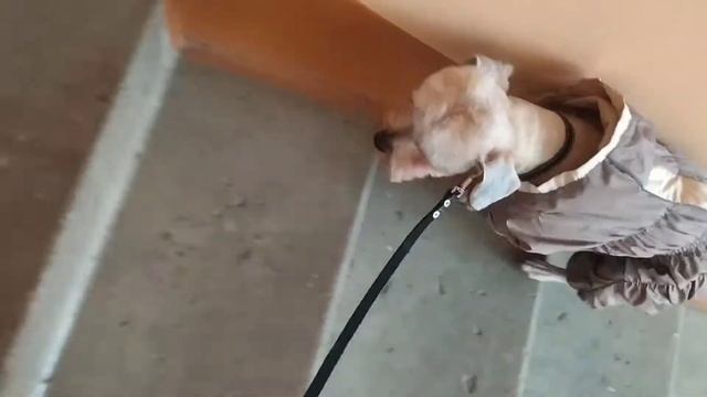 Стрижка собаки . ШОК! СОБАКУ ПОДМЕНИЛИ смотреть онлайн