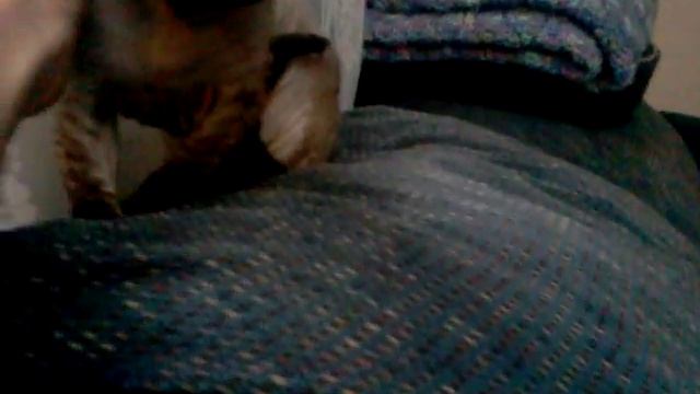 Cleo the minskin cat... смотреть онлайн
