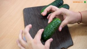 Огурец Директор F1. Описание,цена, характеристики, отзывы