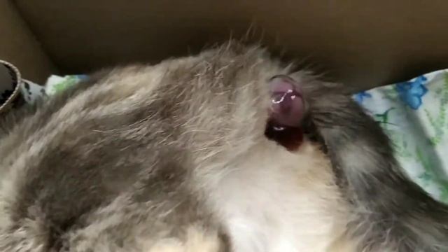 РОДЫ У КОШКИ/ОКОТ МОЕЙ КОШКИ СТЕШИ/КРУПНЫЙ ПЛАН