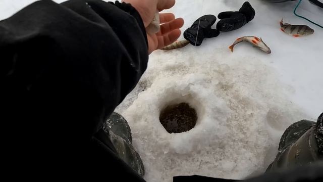 РЫБАЛКА МЕЧТЫ! ЦЕЛЫЙ МЕШОК РЫБЫ!!! КЛЮЁТ НА ВСЁ! УДАЧНАЯ Зимняя рыбалка 2024 смотреть онлайн