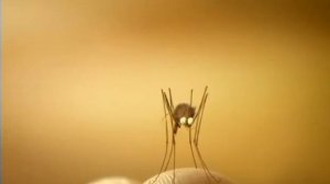 Насекомые Комары  Комарик