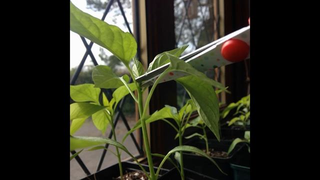 Формирование перца в стадии рассады F.I.M. method and pruning peppers смотреть онлайн