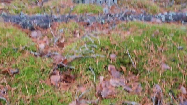 ЧТО МОЖНО НАБРАТЬ В ЛЕСУ В НОЯБРЕ. БЕЛЫЕ ГРИБЫ И ПЕРВЫЙ СНЕГ. шок для грибной банды смотреть онлайн