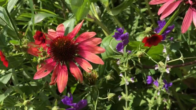 How to create a colourful summer garden | small town garden UK | Gardening on a budget | Garden tou смотреть онлайн