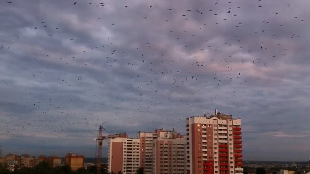 Стаи птиц над Орлом смотреть онлайн
