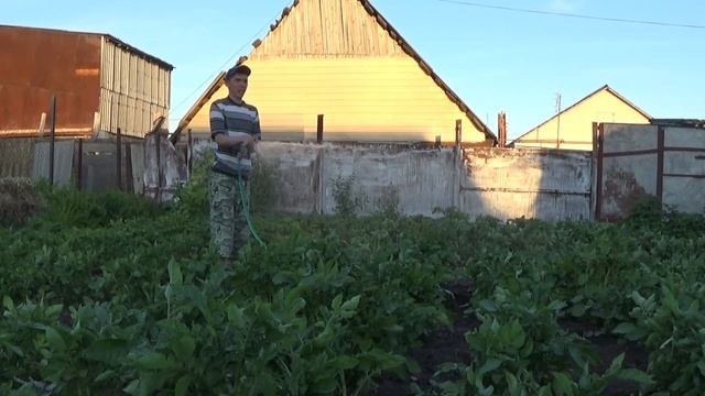 Полив картофеля советским насосом Агидель. смотреть онлайн