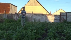 Полив картофеля советским насосом Агидель.