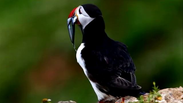 Nordland Больше чистоты, меньше химии смотреть онлайн