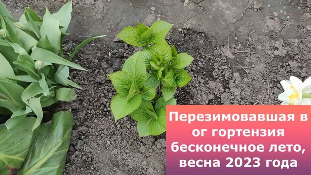 4 СПОСОБА ЗИМОВКИ КРУПНОЛИСТНОЙ ГОРТЕНЗИИ, ВСЕ СРАБОТАЛИ смотреть онлайн