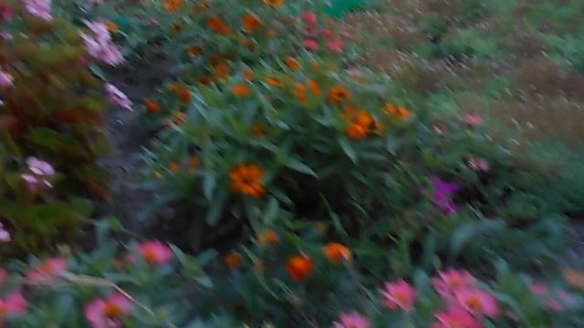 Привезли б.Наде семена Цинии смотреть онлайн