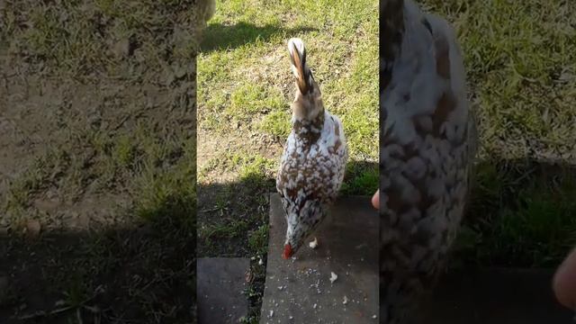 Кормление кур хлебом смотреть онлайн
