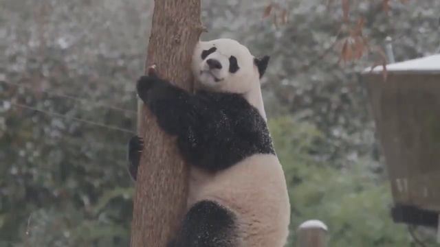 Панда и первый снег. смотреть онлайн