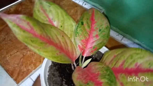 AGLAONEMA RED EXOTIC