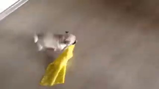 Хозяйственный мопс