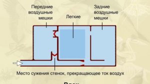 Механизм двойного дыхания птиц.