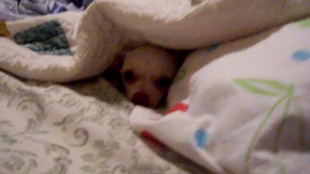 The Chihuahua From Hell смотреть онлайн