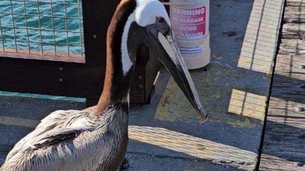 У пеликана перекус, а рыба сопротивляется!