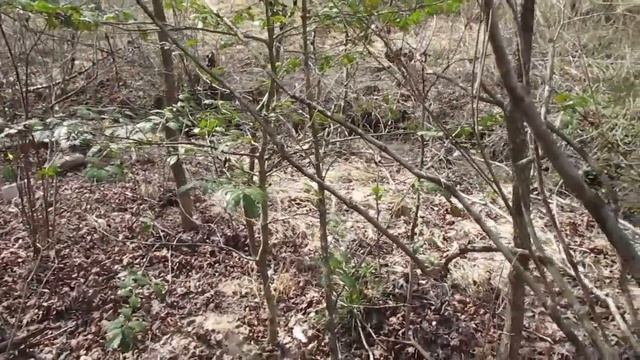 Growing SEASON is COMING, it's TIME to clean the area for our GARDEN смотреть онлайн