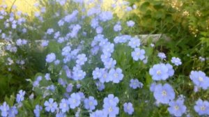 Обязательно посади. Очень красивый и неприхотливый многолетний декоративный лён.