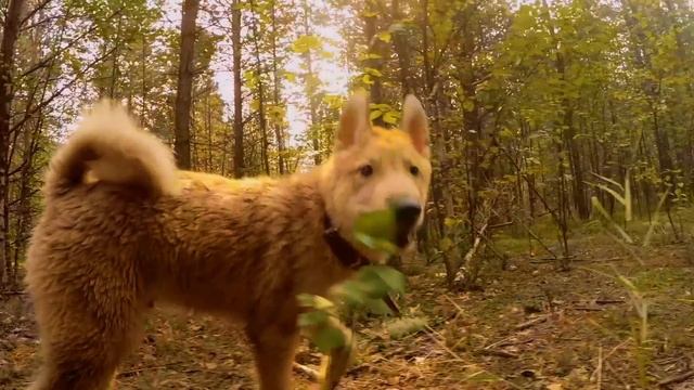 Щенок лайки, воспитание 10 смотреть онлайн