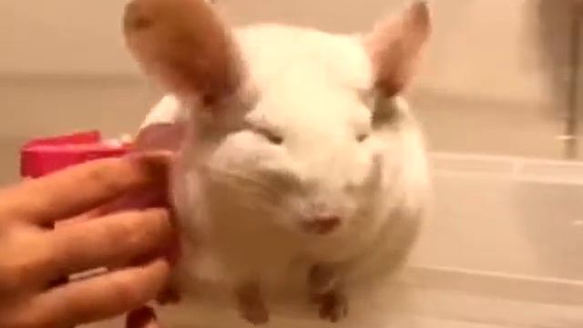 Причесать шиншиллу - видео про шиншилл смотреть онлайн