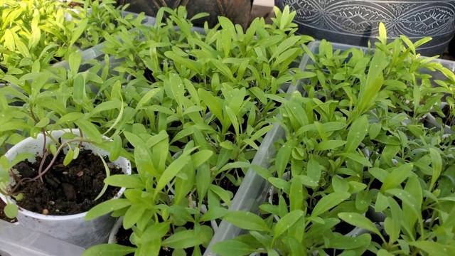 Алиссум, сажаем в открытый грунт. смотреть онлайн