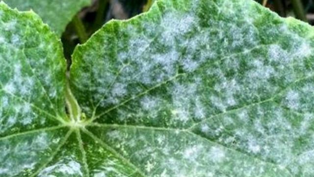 Как избавиться от мучнистой росы, поражение мучнистой росой, борьба с мучнистой росой, удаление спо смотреть онлайн