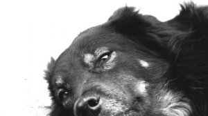 "Лайка" Закон тайги [Тихо падал пушистый снег и уходя в тайгу]