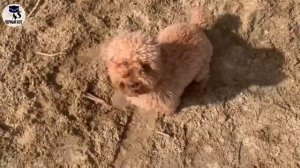 ✔ Карликовый пудель за и против, 10 причин завести пуделя.