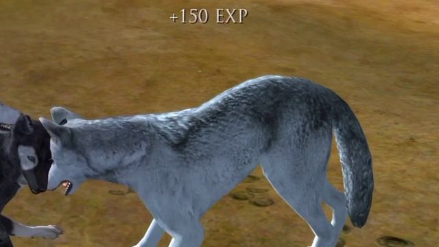 WOLF-VLOG- КАК ПРАВИЛЬНО ОХОТИТЬСЯ "Волчица Аляска" (говорящая волчица) смотреть онлайн