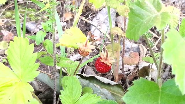 Земляника смотреть онлайн
