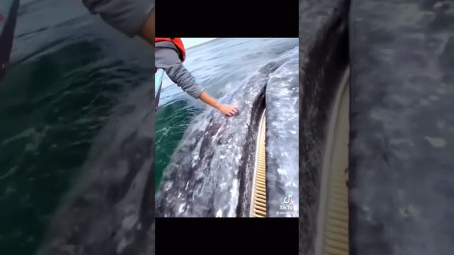 огромный кит!!! смотреть онлайн