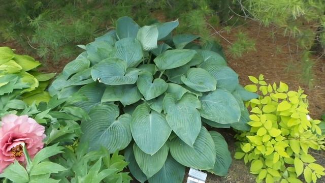 SHADOWLAND™ EMPRESS WU HOSTA | www.gardencrossings.com смотреть онлайн