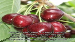 Почему черешня не плодоносит?