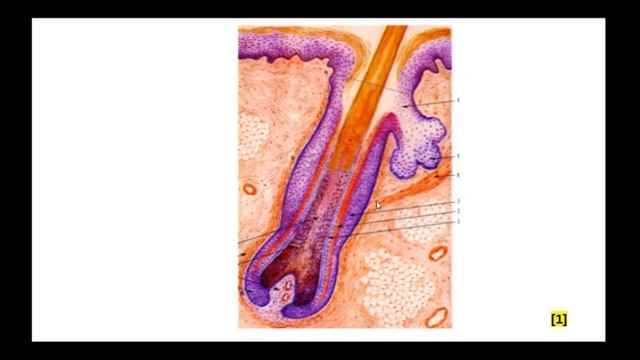 Гистологическое строение тонкой кожи. Производные кожи. Препарат: кожа с волосом (г-э). смотреть онлайн