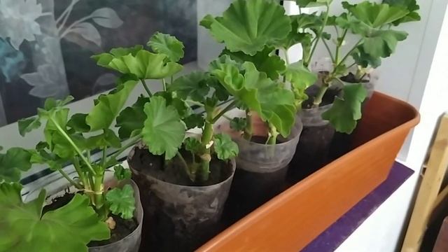 #Снежок#петуньки#делаю#фламинго#Начало. смотреть онлайн