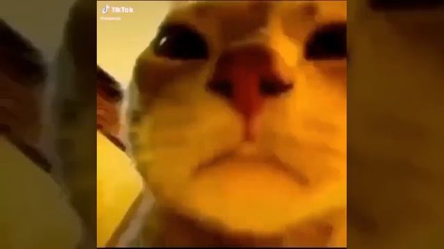 Кот смотрит в камеру 1 ЧАС смотреть онлайн