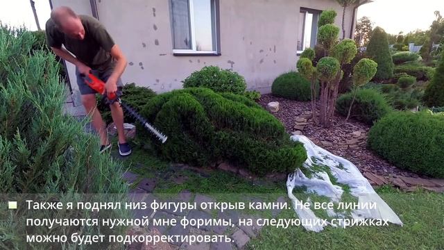 Можжевельник казацкий. Топиарная стрижка смотреть онлайн