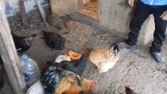 Даем курам тыкву смотреть онлайн